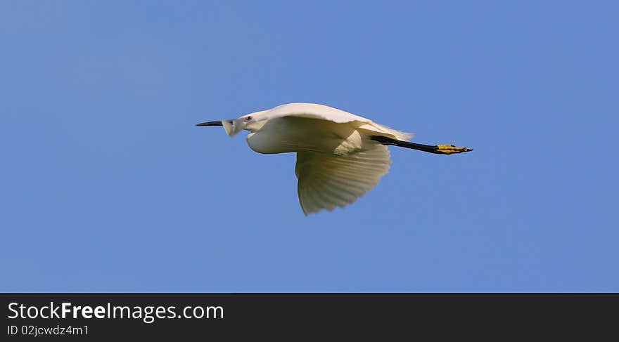 White egret egreta garzetta in flight