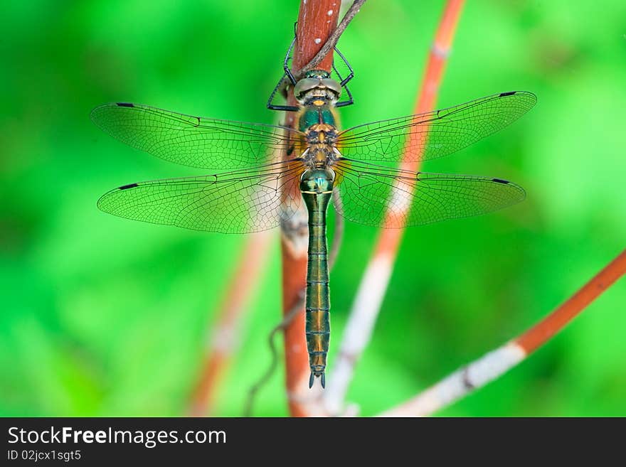 Dragonfly sitting on a branch