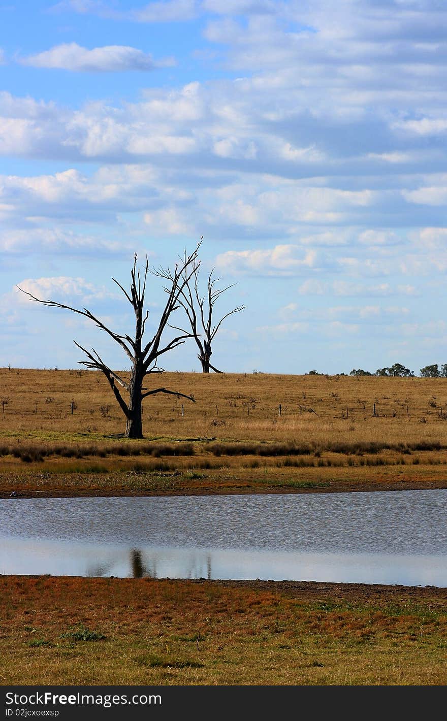 Dead Trees