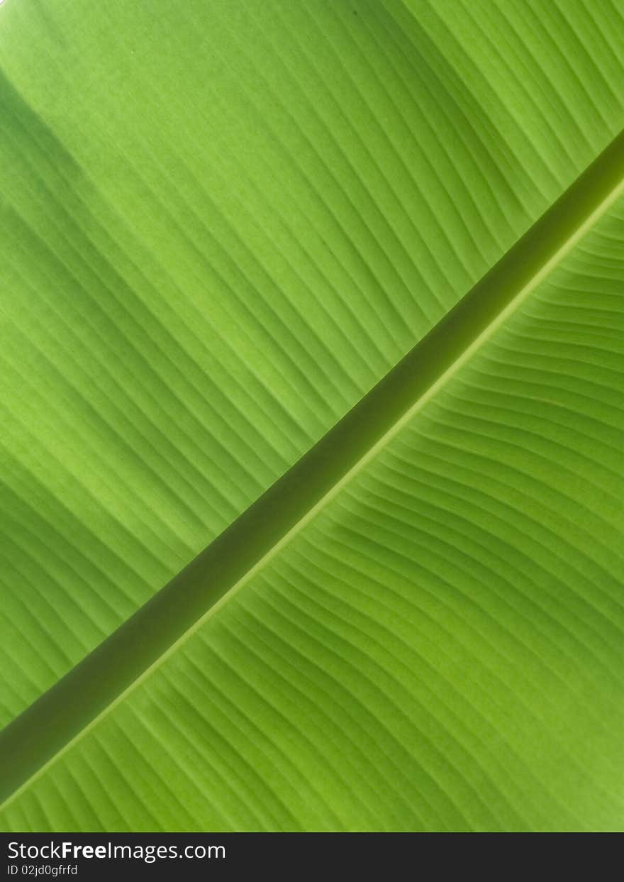 Banana leaf