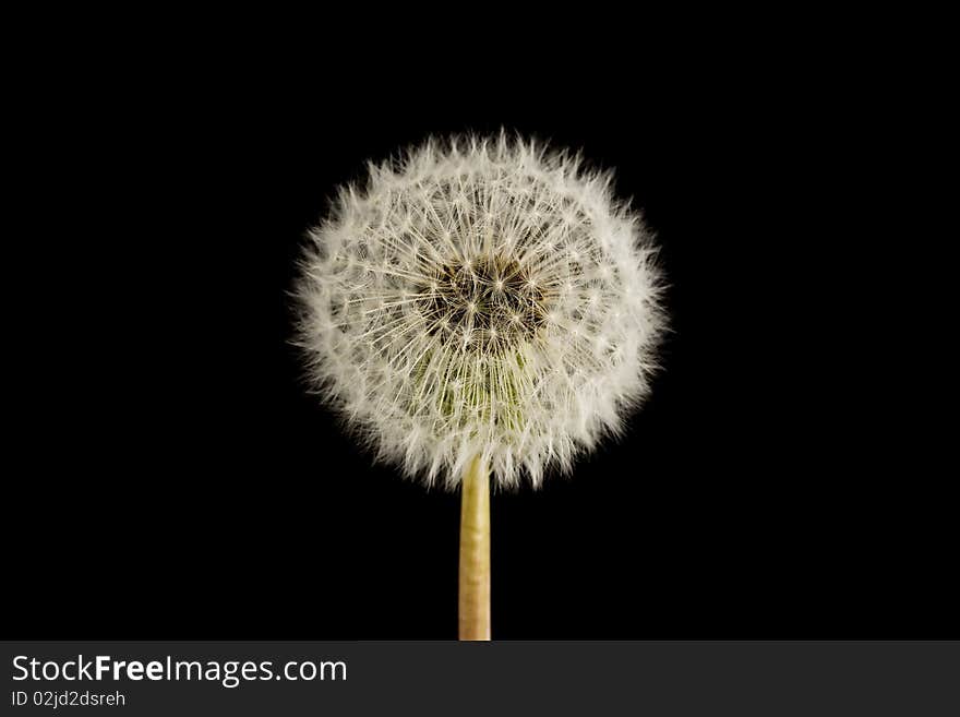 Dandelion seed head clock