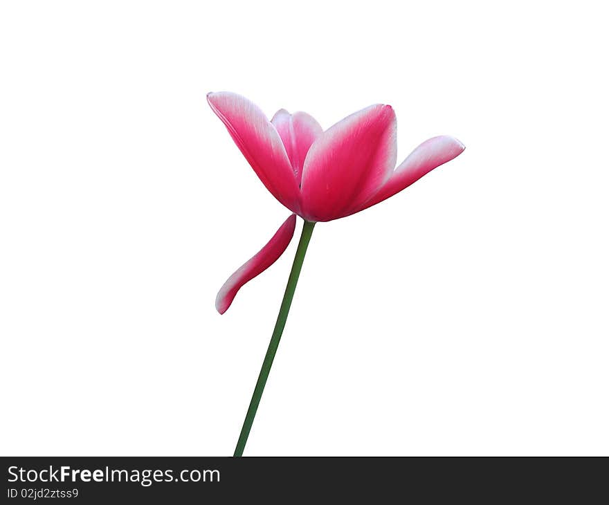 Tulip Flower slight pink with white edges. On a white background. Tulip Flower slight pink with white edges. On a white background.