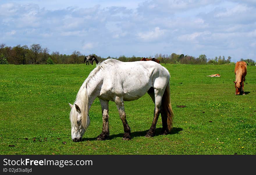 Horse In A Pasture