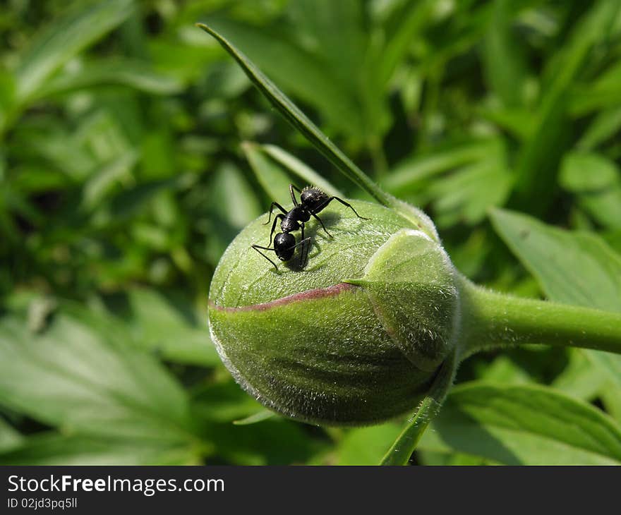 Ant on flower