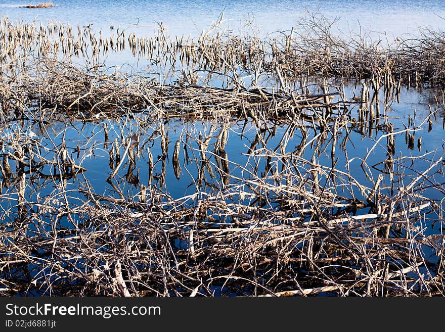 Lifeless branches