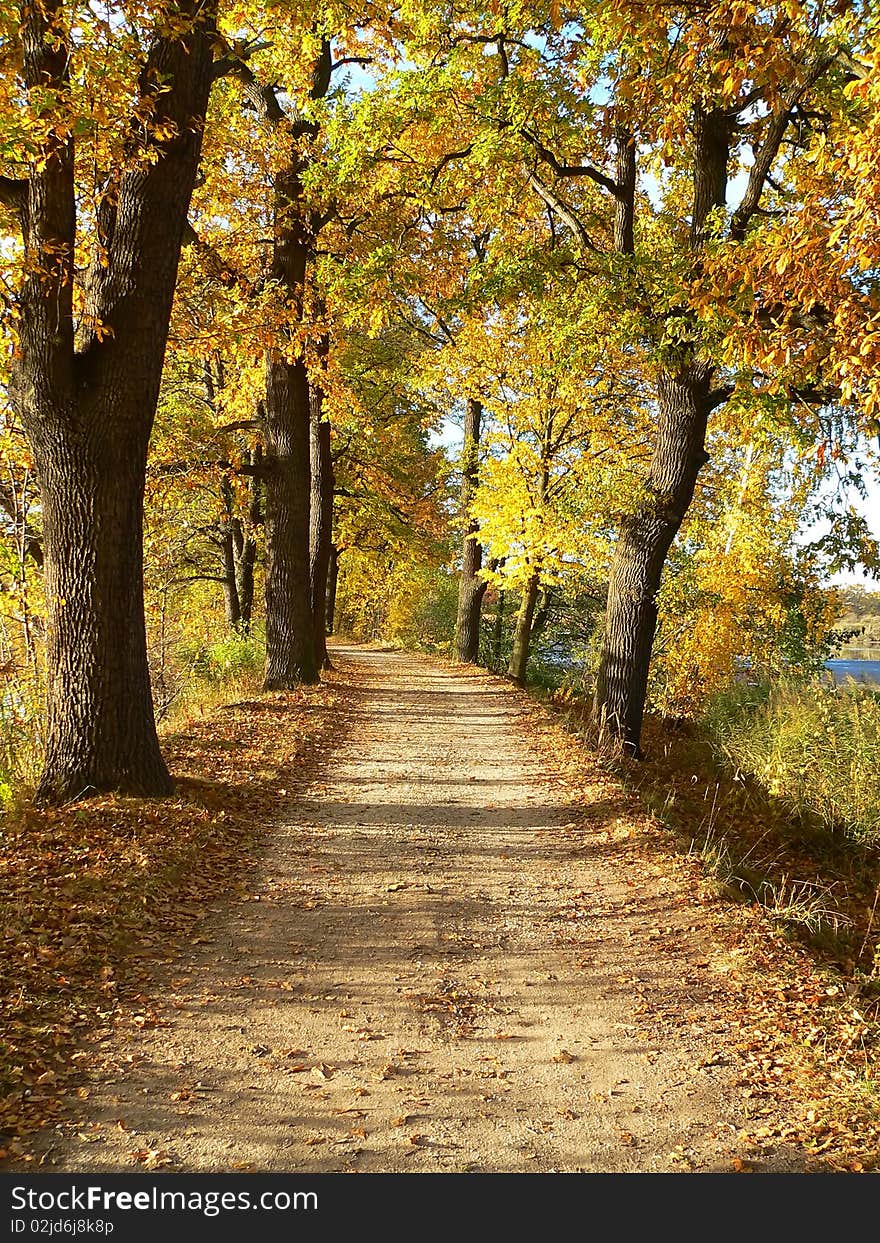 Dirt road beneath deciduous trees in autumn sunshine. Dirt road beneath deciduous trees in autumn sunshine