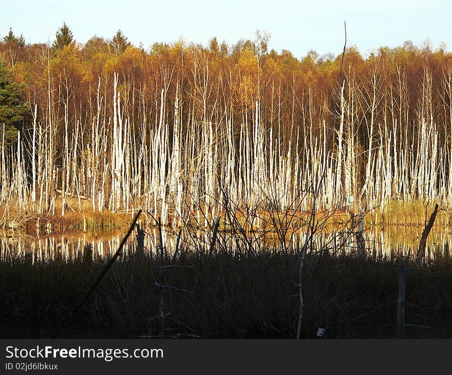 Flooded forest with lots of dead birches trees. Flooded forest with lots of dead birches trees