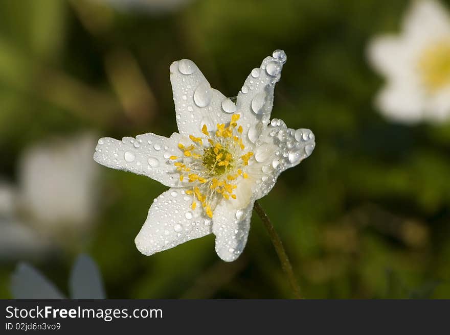 Detail of flower anemone in the morning dew. Detail of flower anemone in the morning dew