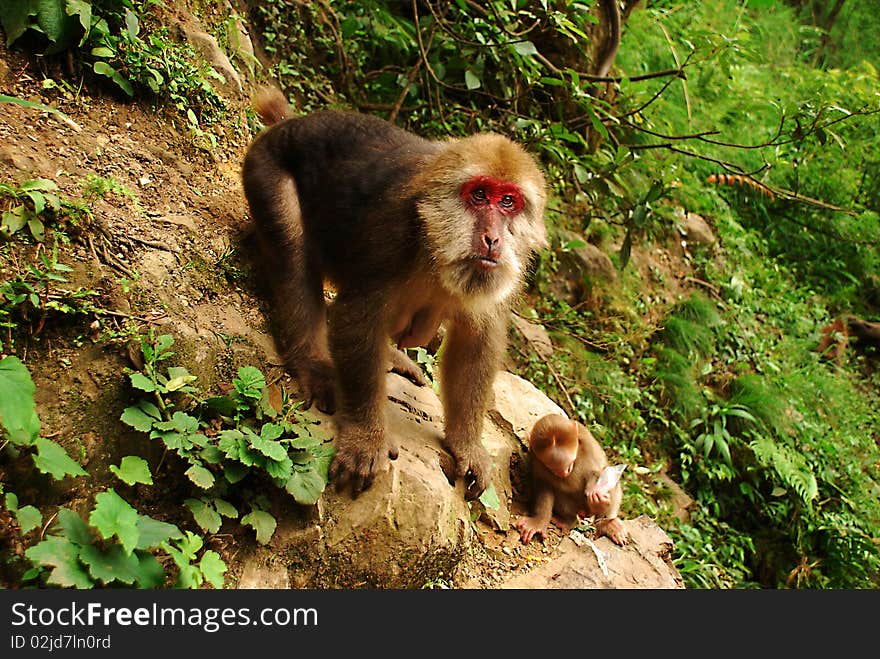 Down feeding the monkeys, taken in July 2007 China's Sichuan Emeishan