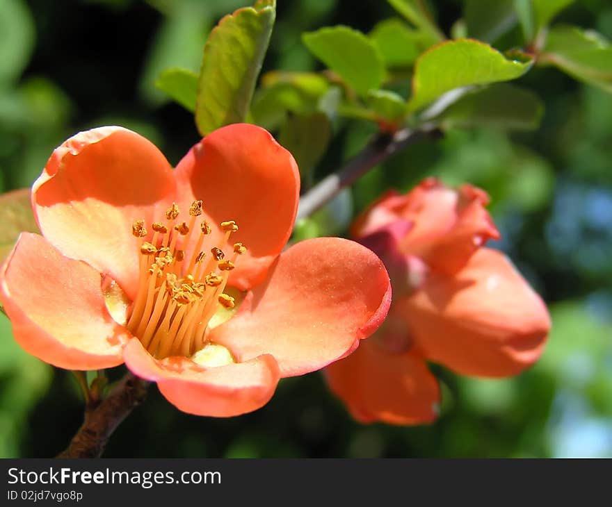 Pink flower