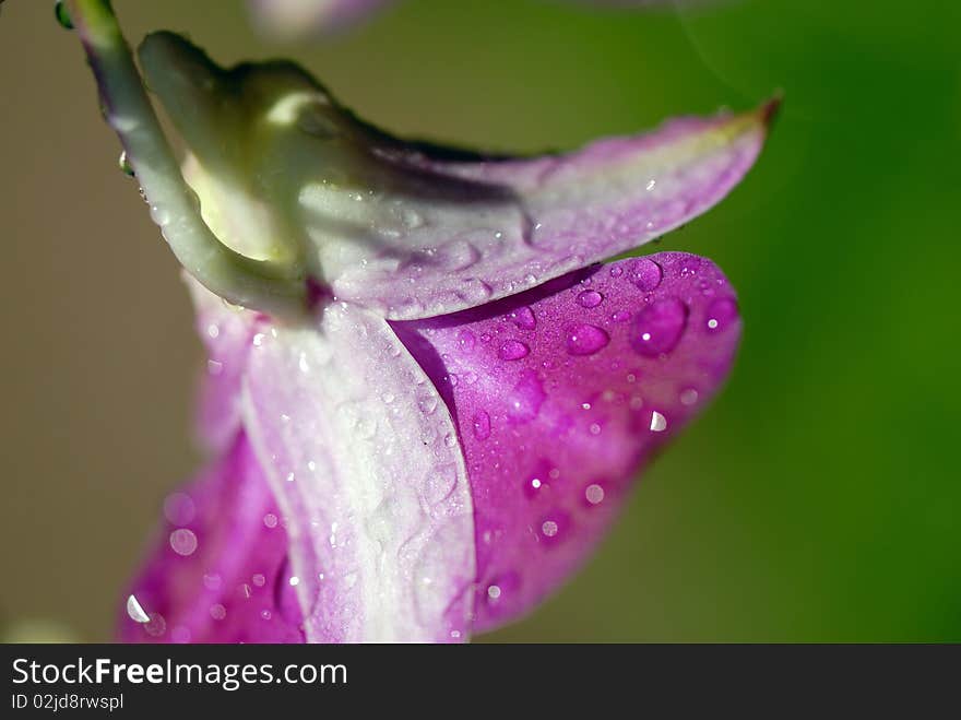 Close-up of a flower found in Botanic Gardens in Singapore. Close-up of a flower found in Botanic Gardens in Singapore