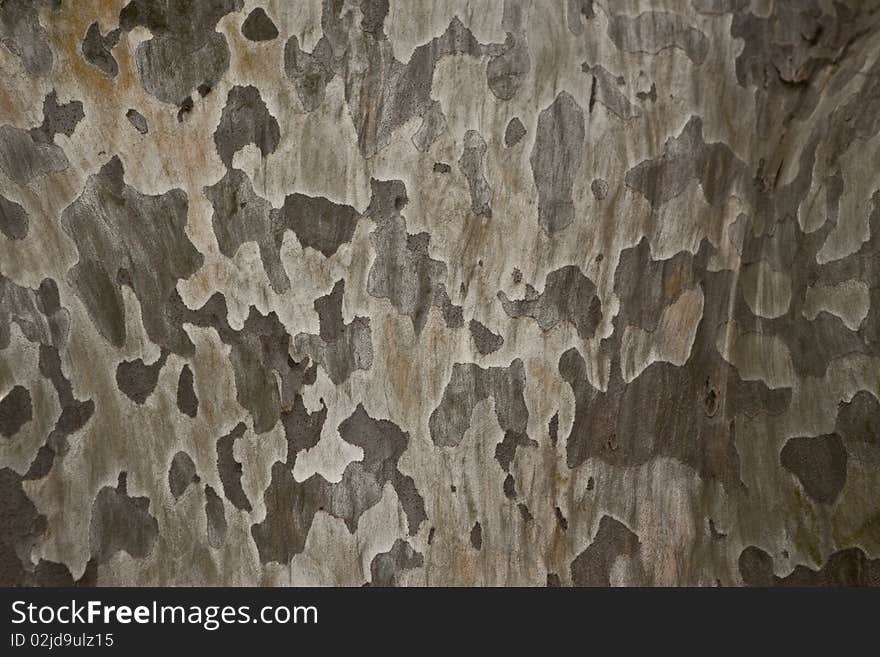 Tree bark