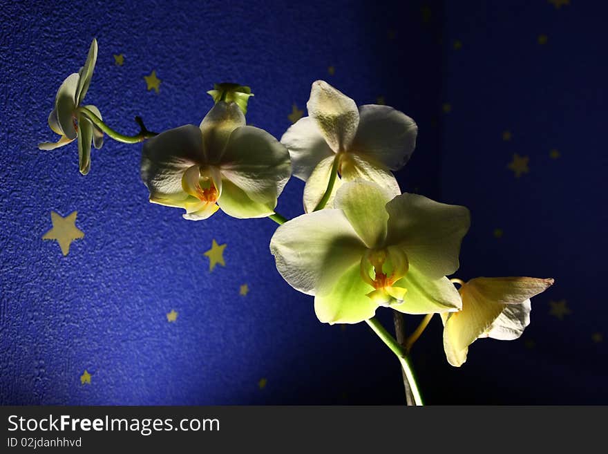 Orchid on the dark blue background. Orchid on the dark blue background