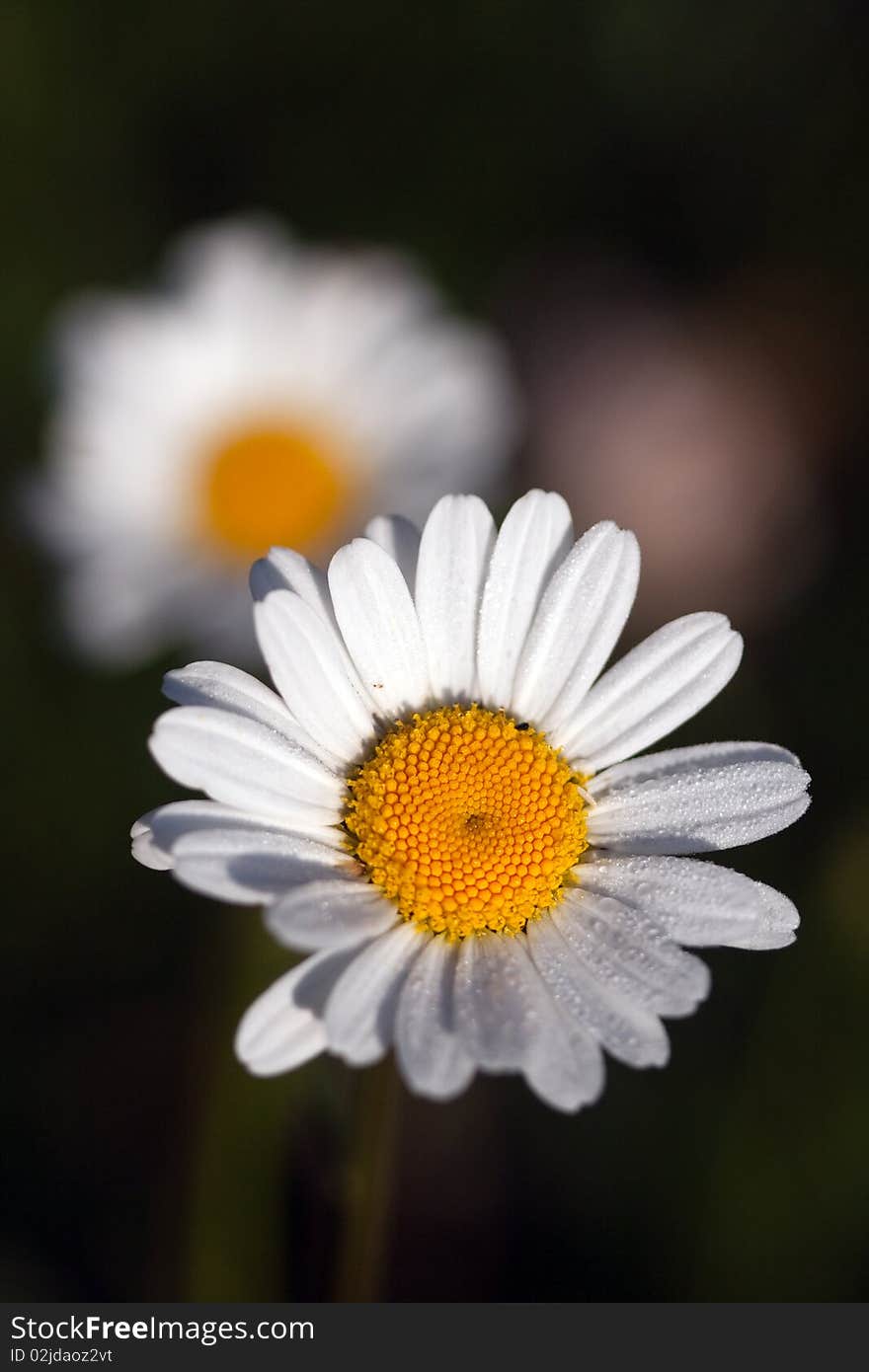 Daisies under the sun