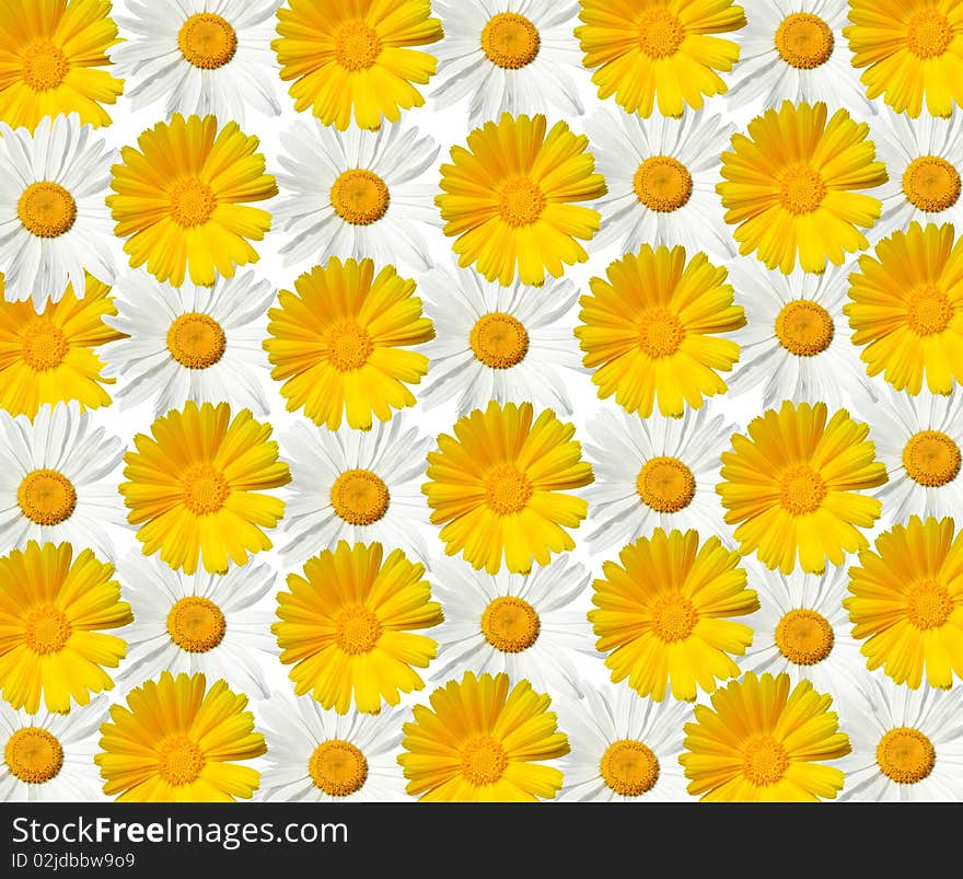 White and yellow daisy texture - high resolution