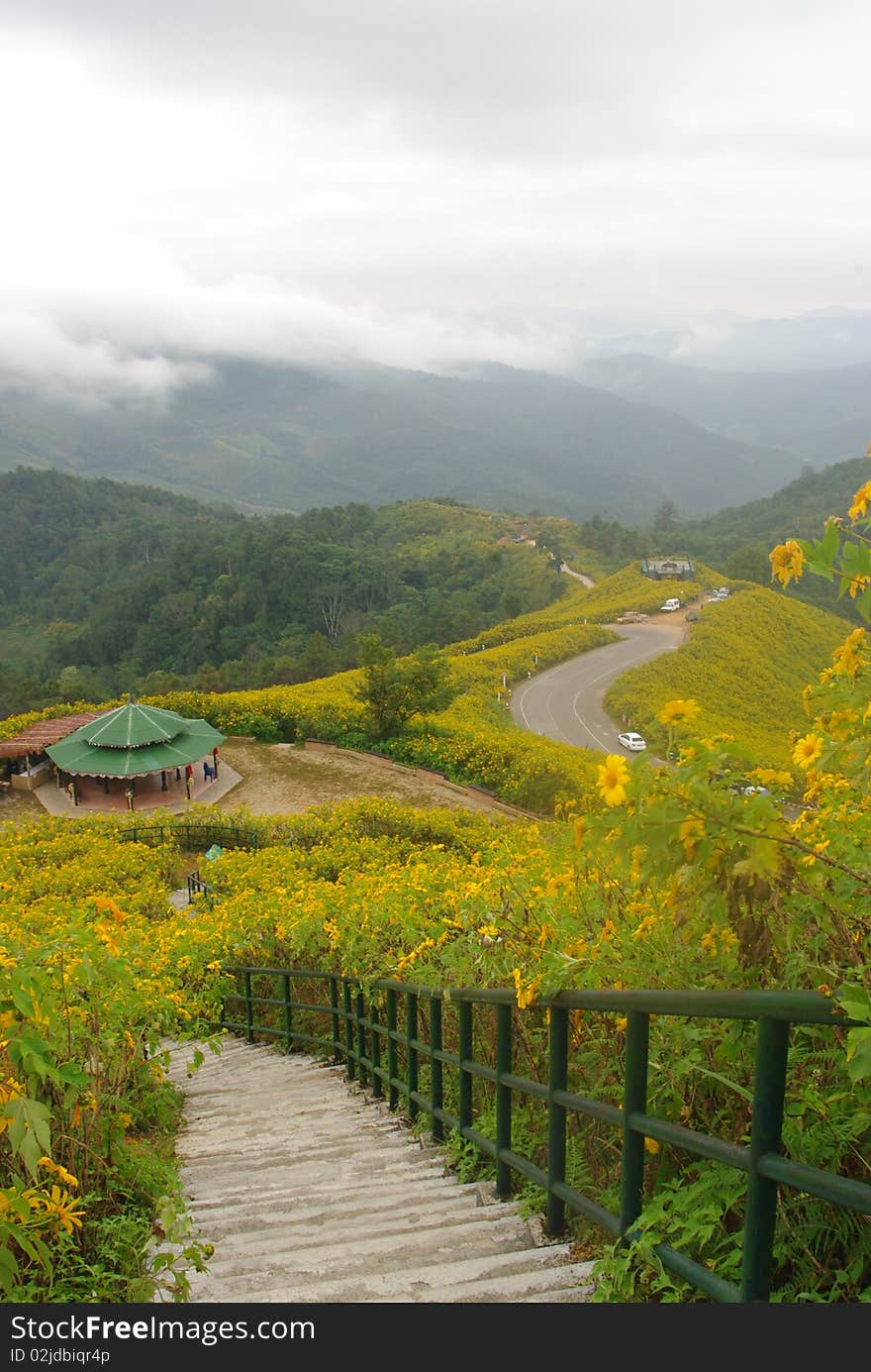 High angle flower fields.