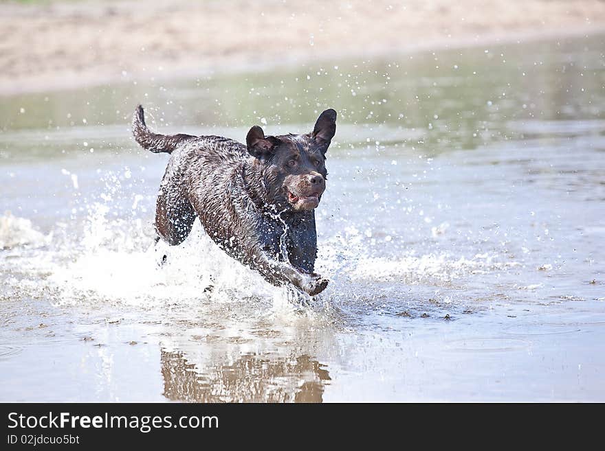 Brown labrador jumping in the water