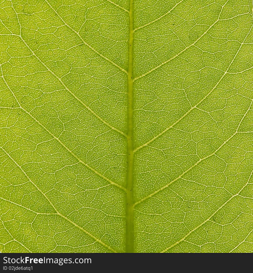 Green leaf texture, closeup