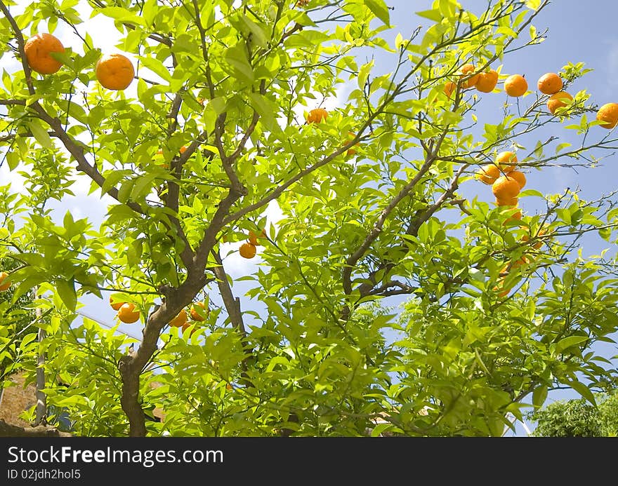 An orange tree against a blue sky