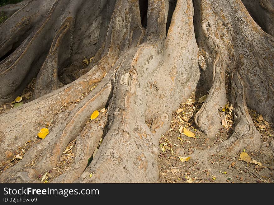 The spreading roots of a big tree