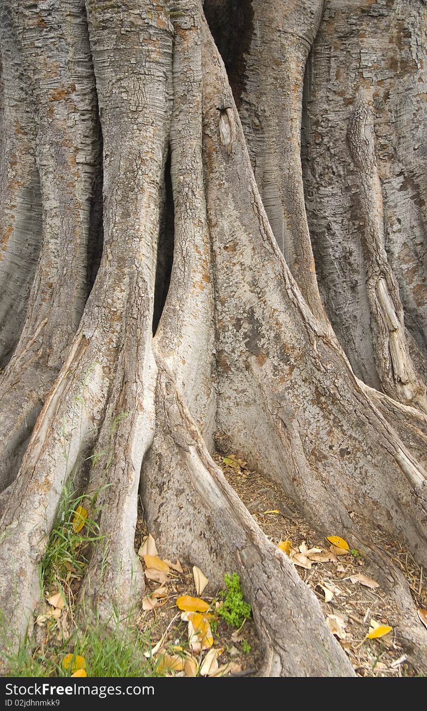 The spreading roots of a big tree