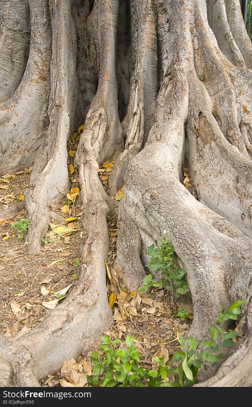 The spreading roots of a big tree