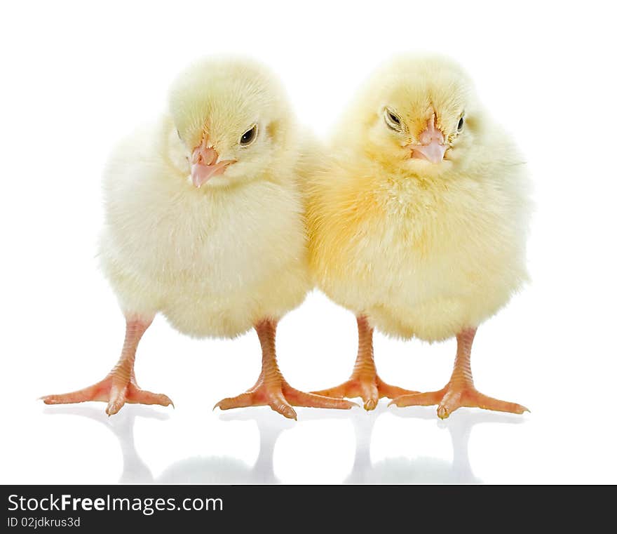 Two small yellow chicks, isolated on white. Two small yellow chicks, isolated on white