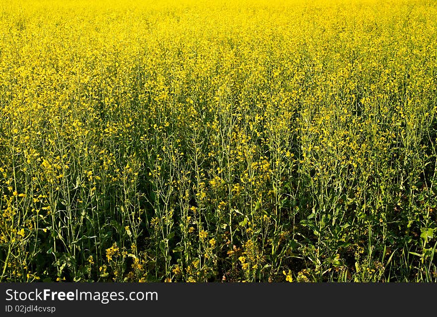 Golden rapeseed field.