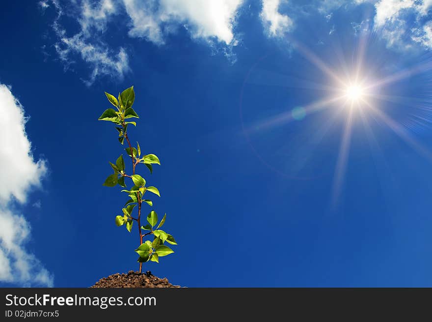 The young green sprout of wood against the sky. The young green sprout of wood against the sky