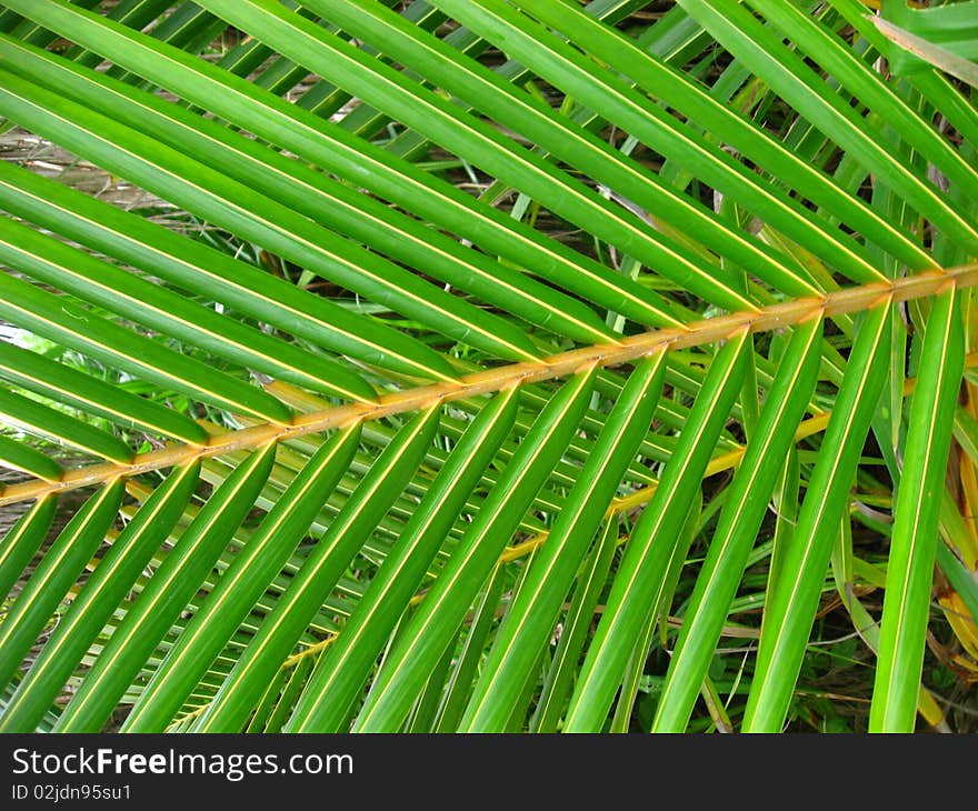 Palm leaf