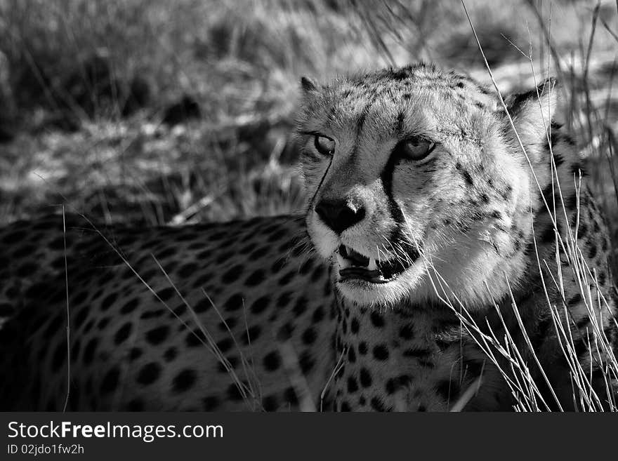 Discover wildlife in Namibia. Cheetah at rest. Discover wildlife in Namibia. Cheetah at rest.