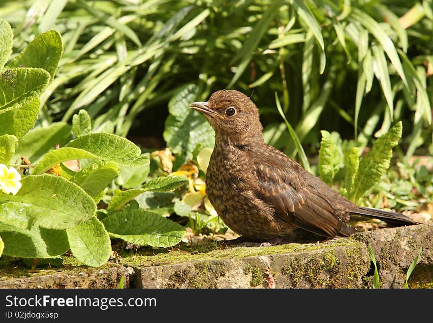 A young Blackbird enjoying the sun in springtime