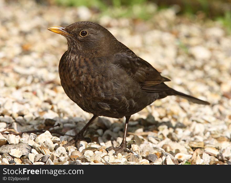 A female Blackbird enjoying the sun in springtime. A female Blackbird enjoying the sun in springtime