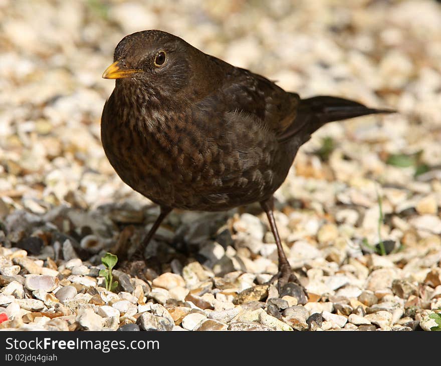 A female Blackbird enjoying the sun in springtime. A female Blackbird enjoying the sun in springtime