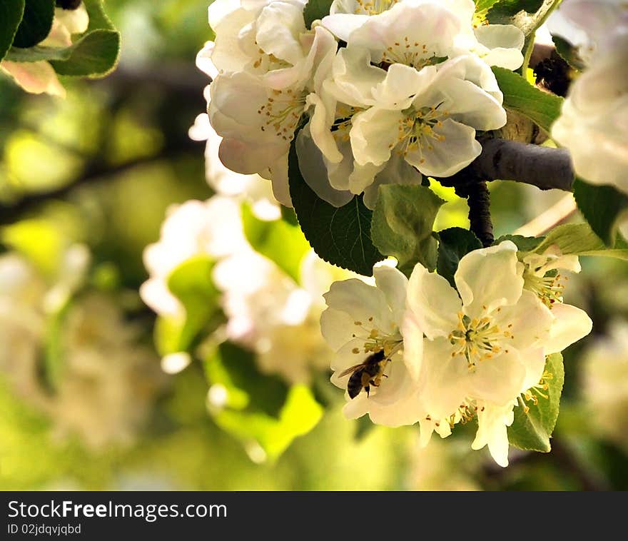 Apple blossoms in a garden with a bee. Warm shining colors. Apple blossoms in a garden with a bee. Warm shining colors