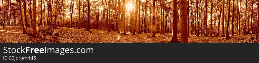 Panorama with trees and sun. Panorama with trees and sun