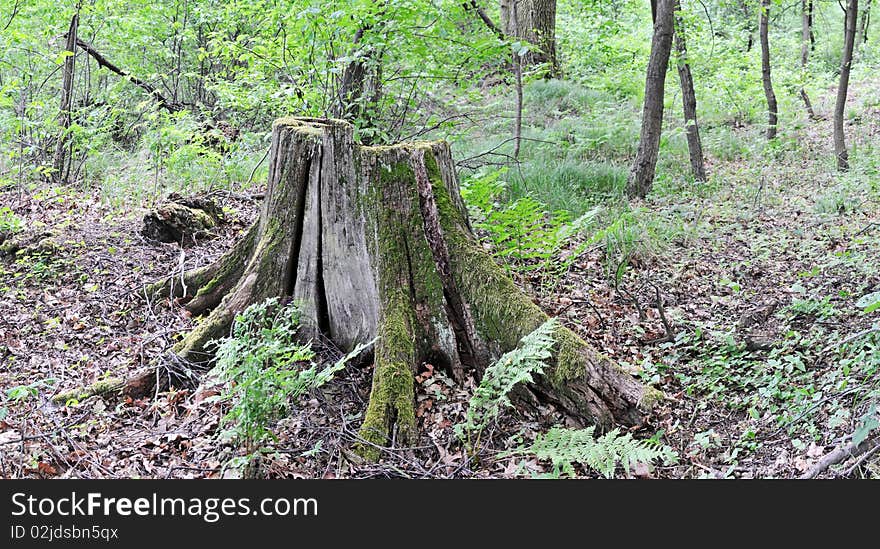 Tree stump