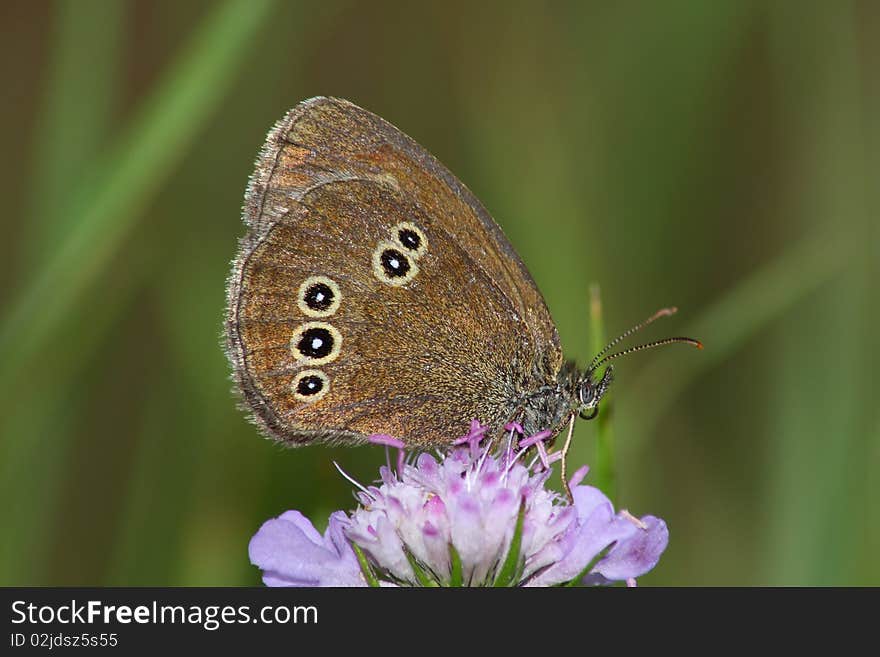 Day butterfly (Satyrus) rest in the flower