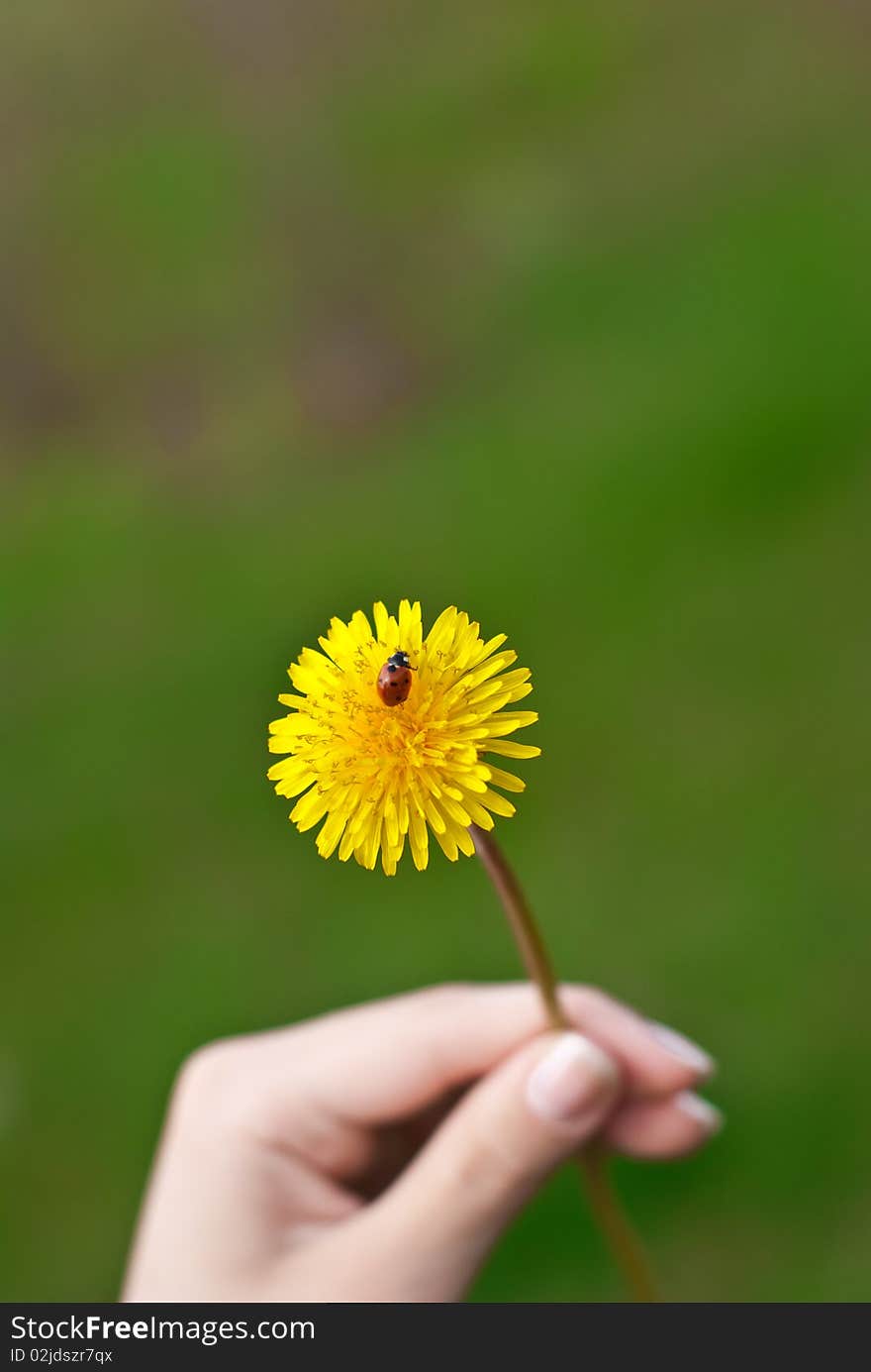 Dandelion with ladybug in a hand. Dandelion with ladybug in a hand