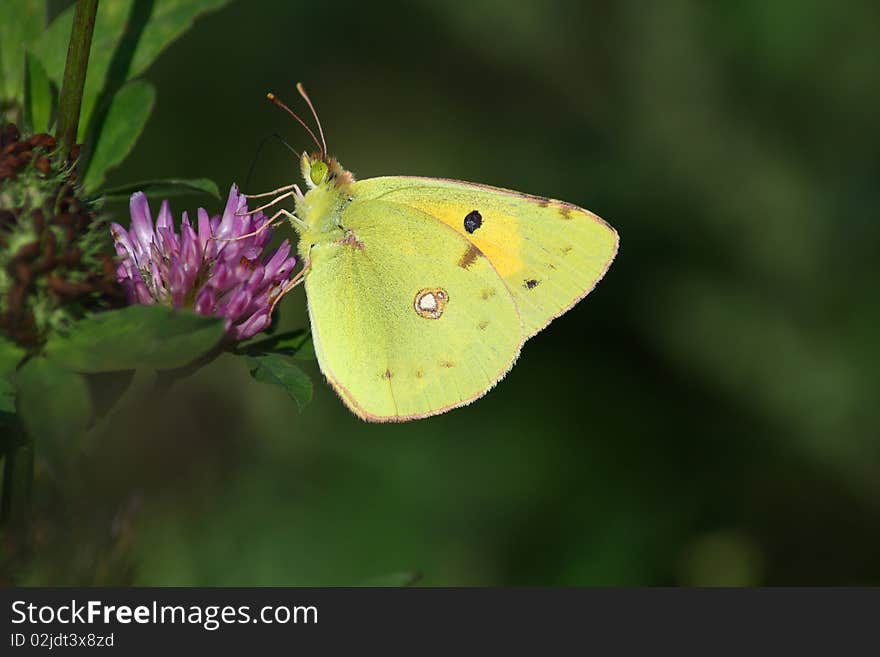 Butterfly (Colias crocea) rest in the flower