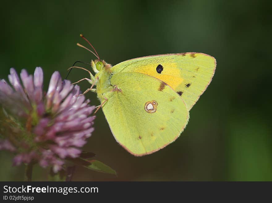 Butterfly (Colias crocea) rest in the flower