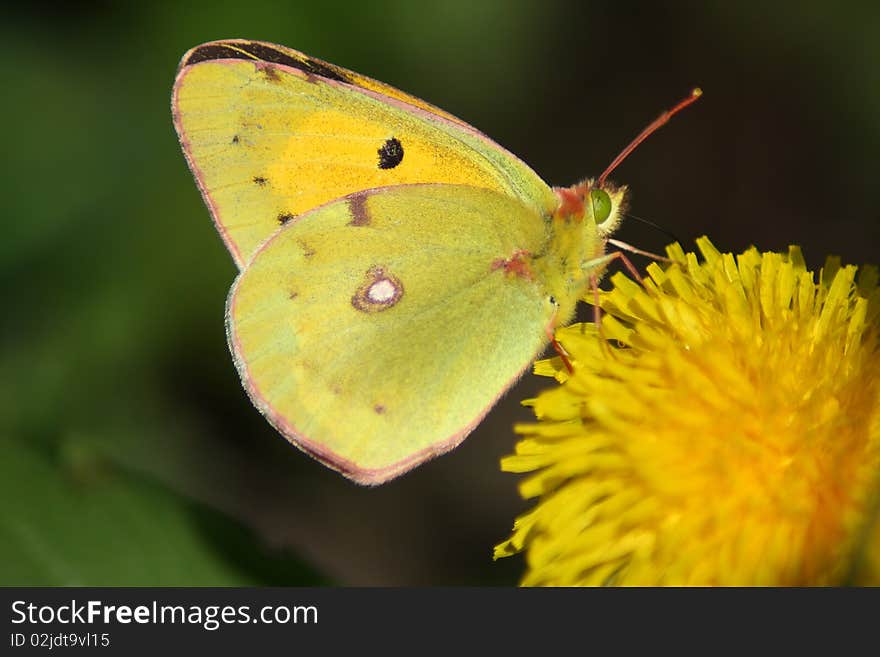 Butterfly (Colias crocea)