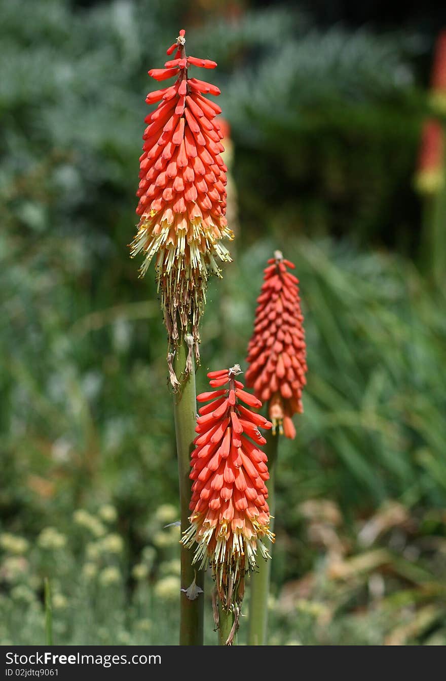 Red flowers in the summer garden