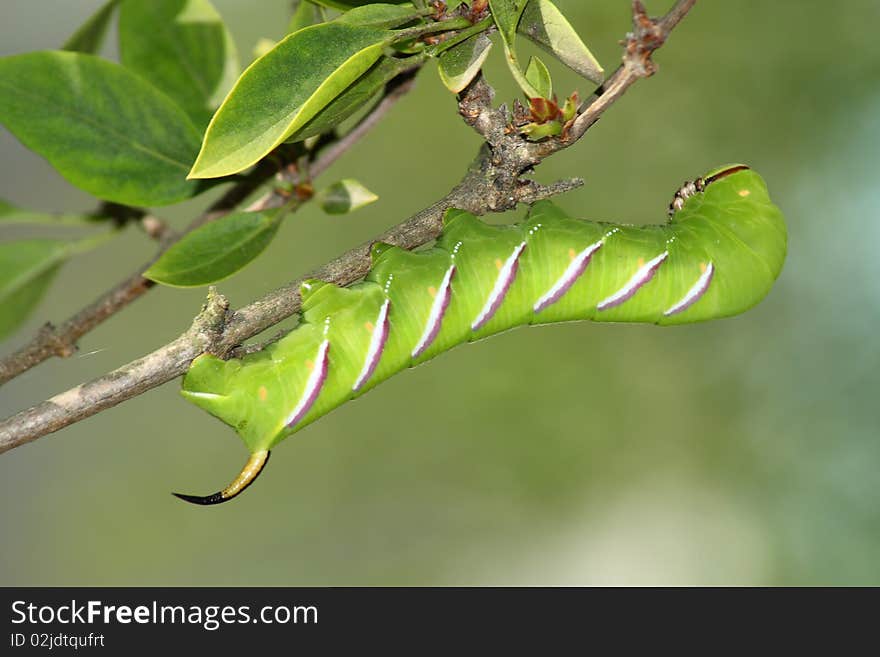 Hawk moth caterpillar (Sphinx ligustri)