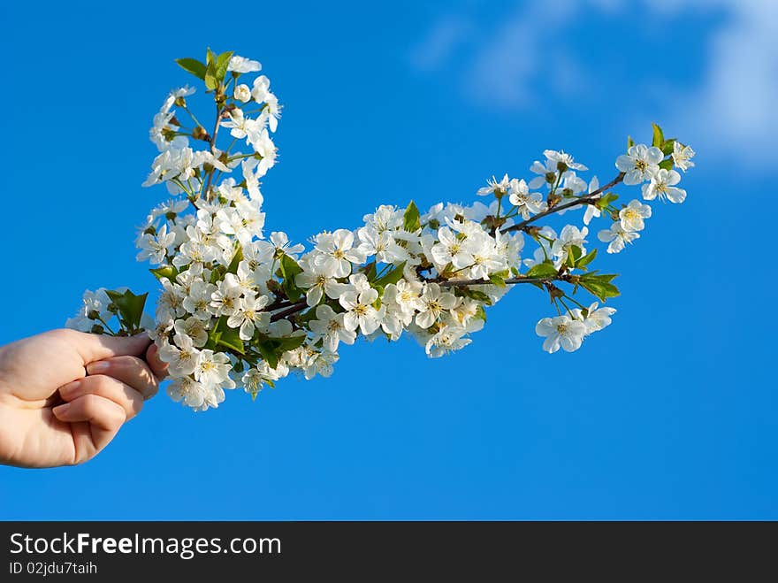 Flowering buds in the hand against the sky