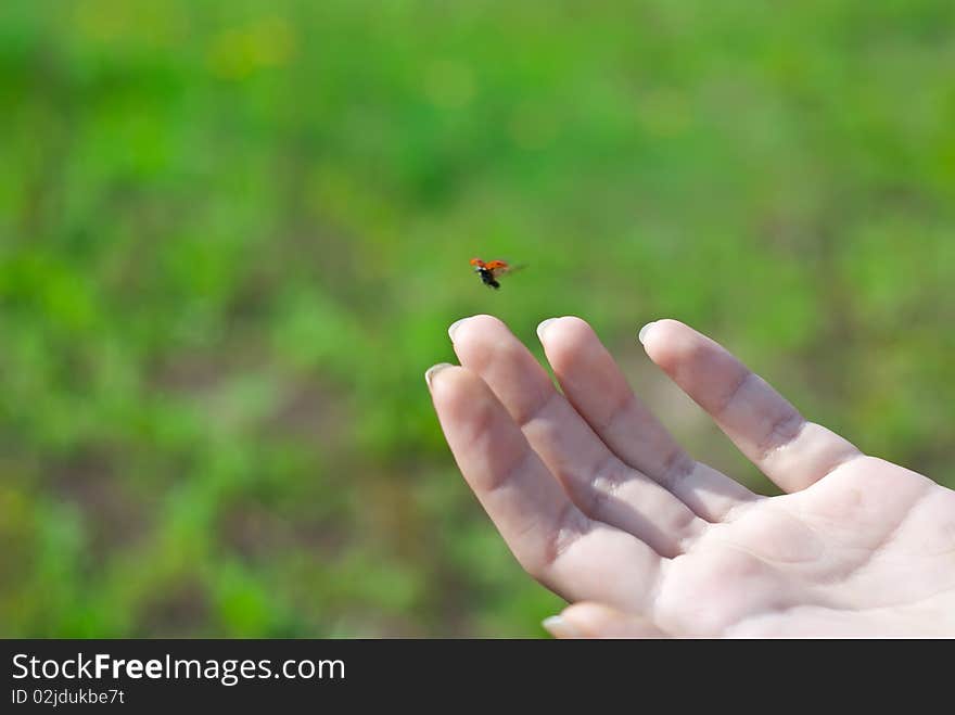 Flying ladybug