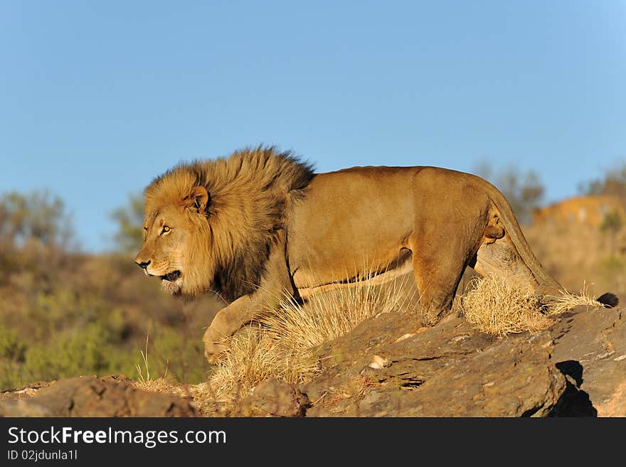 Namibia - Lion at sunset