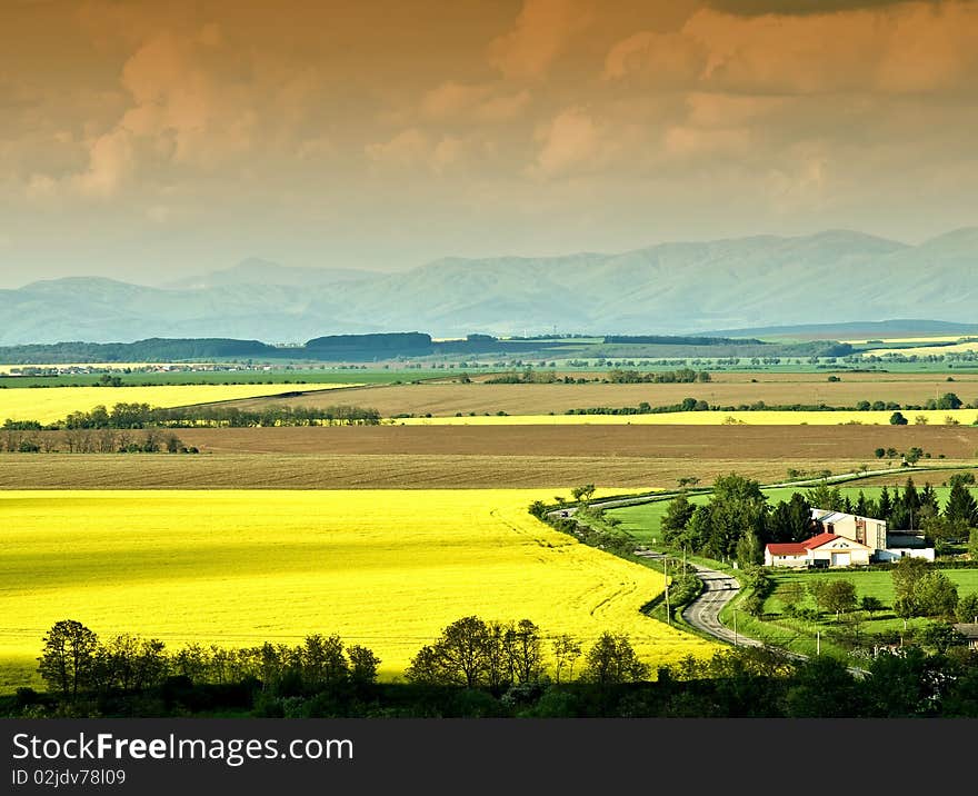 The coloured fields in spring