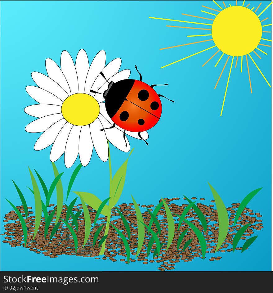 Ladybird on a daisy