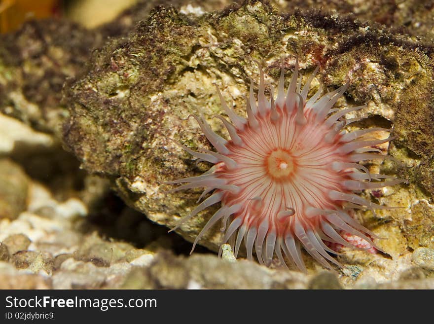 Coral Anemone in Aquarium